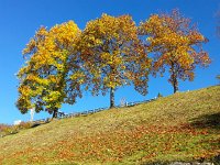 20171025 111751  essential Fall