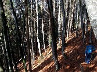 20171025 142047  a luxurious excess of beech leaves