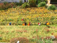 IMG 3546  Vendange below our apartment