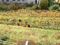 IMG 3548  buckets ready