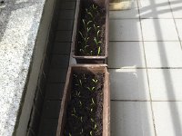 IMG 3549  spinach seedlings on balcony
