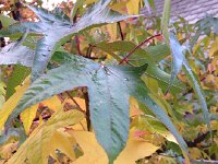 IMG 5755  sweet gum