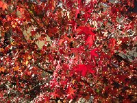 IMG 5801  sweet gum expressionism