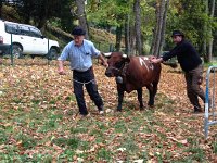 IMG 5846  After Galetas I walkedup to Les Avants where the first (ever) bataille des reines in the region. This candidate was out of the running and being returned to pasture.