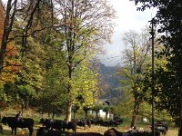 IMG 5848  Candidates remaining to be tested. Lovely fall colors against their jet black coats