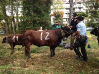 IMG 5849  A young cow so docile with her human handlers