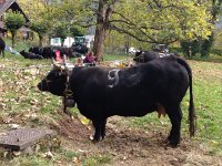 IMG 5850  One of the bigger specimens