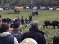 IMG 5858  the action in the ring takes a little time to begin