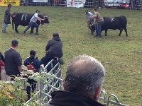 IMG 5859  Sometimes the cows need a little help motivated to fight!