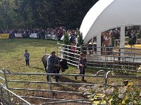 IMG 5860  the winning cow is then paraded around the ring while an assistant carries the prize (a large bell and collar)