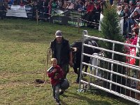 IMG 5861  this little guy is getting started for many years of cow fighting