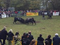 IMG 5866  the two lock horns