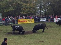 IMG 5867  sometimes they take a little break and paw the grass with their hooves and snort loudly