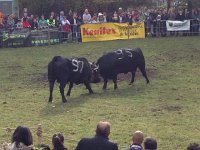 IMG 5870  while this shows only a few cows, the performance is repeated until there is one clearly dominant winner