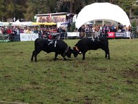 IMG 5876  Another perspective on the action in the ring