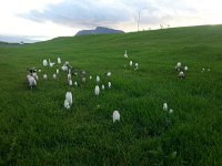 20170921 102523  mushrooms near the campsite in Akranes