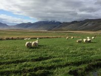 IMG 3103  more sheep and pasture with volcano in the distance