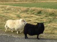 IMG 3104  black sheep white sheep: we used the tablet and hot spot to research sheep genetics