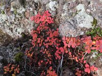 IMG 3112  fall colors