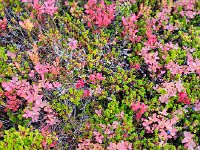 20170922 111001  blueberries