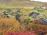 20170922 150808  further south near Grabok Crater, colorful ground cover