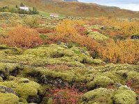 20170922 151039  &#34;jello&#34; landscape : moss on lava