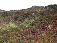 IMG 3158  ground cover