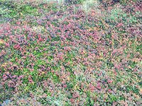 IMG 3162  ground cover