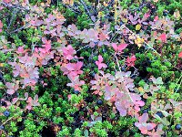 IMG 3165  blueberries