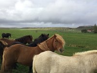 IMG 3278  but before we left we had to say hi to these horses