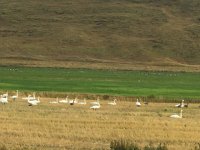 IMG 3288  several different species of goose