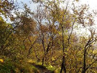 20170925 084313  the trees