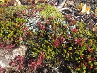 IMG 3328  ground cover