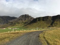 IMG 3368a  sneaking up on sheep