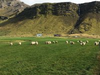 IMG 3371a  sheep farm