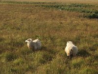 IMG 3378a  Sheep science