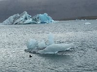 IMG 3389a  the odd duck