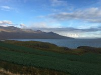 IMG 3431  mustard as forage