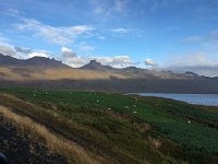 IMG 3432  sheep in mustard