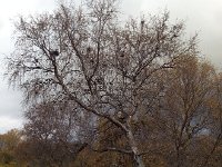 20170926 075044  birch division