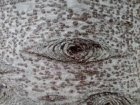 20170926 094624  tree art