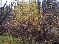 20170926 095424  mountain ash