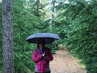 IMG 3571  amongst the Christmas trees