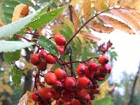 IMG 3574  shiny berries
