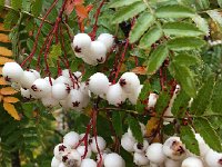 IMG 3579  Another species of mountain ash (rowan)