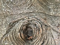 IMG 3589  more tree art