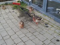 20170927 132516  waterfowl as the waterfowl center
