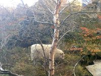 IMG 3645  outside sheep