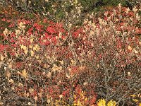 IMG 3700  foliages studies