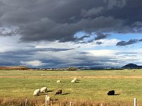 IMG 3740  sheep of course